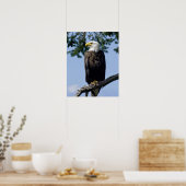 Bald Eagle Fine Art Prints Poster (Küche)