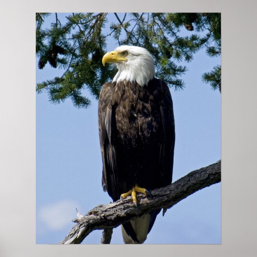 Bald Eagle Fine Art Prints Poster (Vorne)