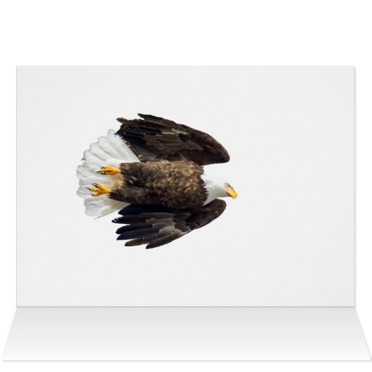 Bald Eagle Flash (Innenansicht Horizontal (Oben))