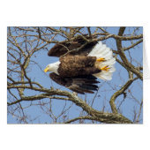 Bald Eagle Flash (Vorderseite (Horizontal))