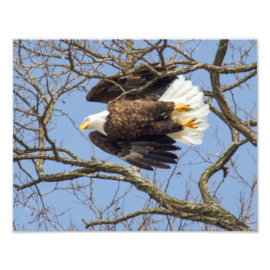 Bald Eagle Flash Fotodruck (Vorne)