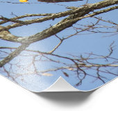 Bald Eagle Flash Fotodruck (Ecke)