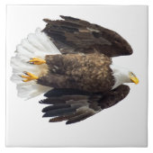 Bald Eagle Flash mit weißem Hintergrund Fliese (Vorderseite)