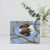 Bald Eagle Flash Postkarte (Stehend Vorderseite)