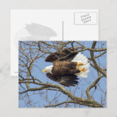 Bald Eagle Flash Postkarte (Vorne/Hinten)