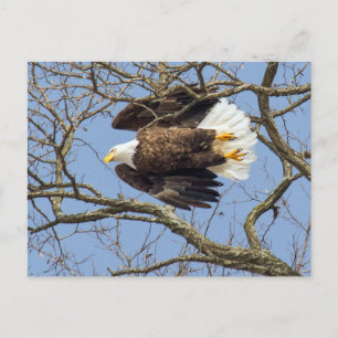 Bald Eagle Flash Postkarte