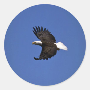 Bald Eagle fliegt über blauen Himmel Runder Aufkleber