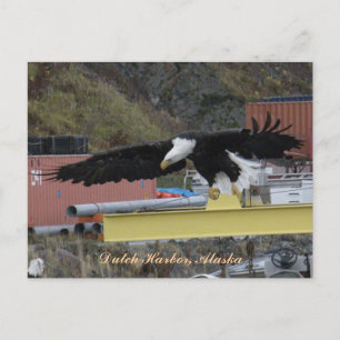 Bald Eagle fliegt über einem Dock, holländischer H Postkarte