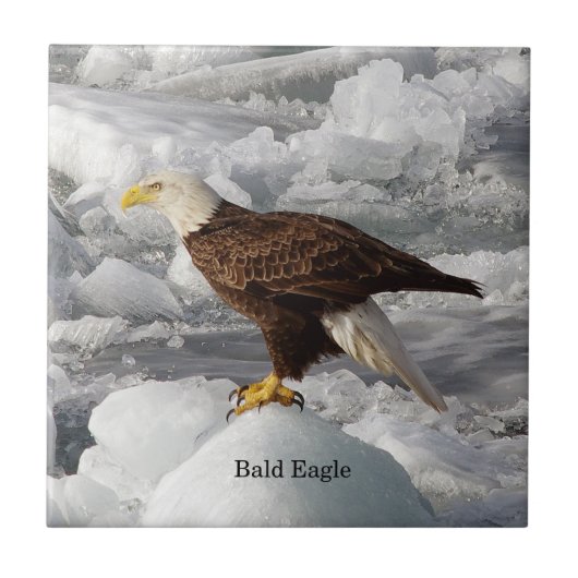 Bald Eagle Fliese (Vorderseite)