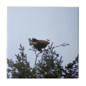 Bald Eagle Fliese (Vorderseite)