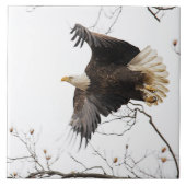 Bald Eagle Fliese (Vorderseite)