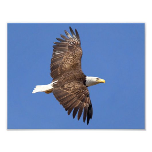 Bald Eagle Flight Fotodruck (Vorne)
