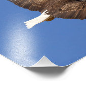 Bald Eagle Flight Fotodruck (Ecke)