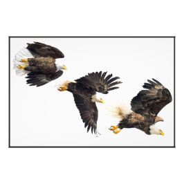 Bald Eagle Flight Fotodruck
