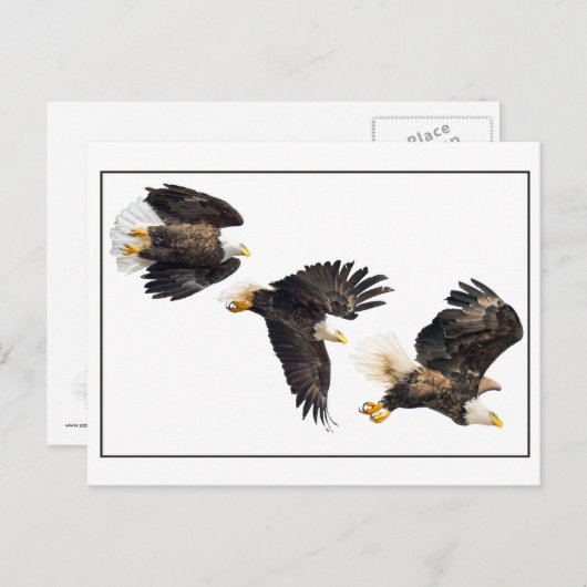 Bald Eagle Flight Postkarte (Vorne/Hinten)