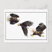 Bald Eagle Flight Postkarte (Vorderseite)
