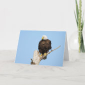 Bald Eagle Fluffing Feathers Grußkarte Karte (Vorderseite)