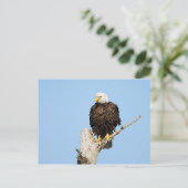 Bald Eagle Fluffing Feathers Postcard Postkarte (Stehend Vorderseite)