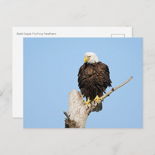 Bald Eagle Fluffing Feathers Postcard Postkarte (Vorne/Hinten)