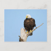Bald Eagle Fluffing Feathers Postcard Postkarte (Vorderseite)