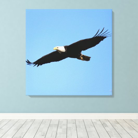 Bald Eagle Flyby Leinwanddruck (Insitu (Holzboden))