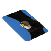 Bald Eagle Flyby Up Close Magnet (Rechte Seite)