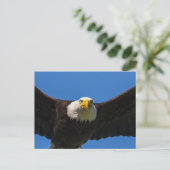 Bald Eagle Flyby Up Close Postkarte (Stehend Vorderseite)