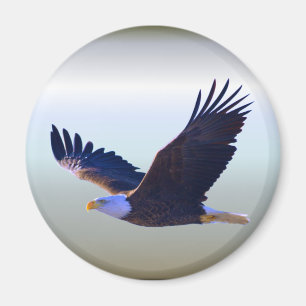 Bald Eagle Flying Magnet