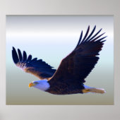 Bald Eagle Flying Poster (Vorne)