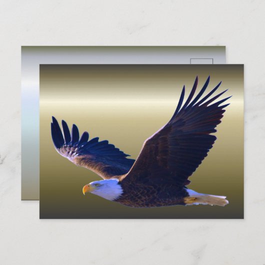 Bald Eagle Flying Postkarte (Vorne/Hinten)