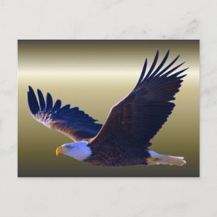 Bald Eagle Flying Postkarte