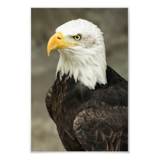 Bald Eagle Foto (Vorne)
