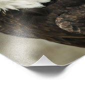 Bald Eagle Foto (Ecke)