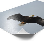 Bald Eagle-Foto Fotodruck (Ecke)