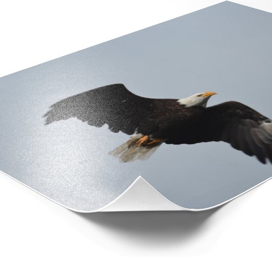 Bald Eagle-Foto Fotodruck (Ecke)