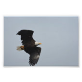 Bald Eagle-Foto Fotodruck (Vorne)