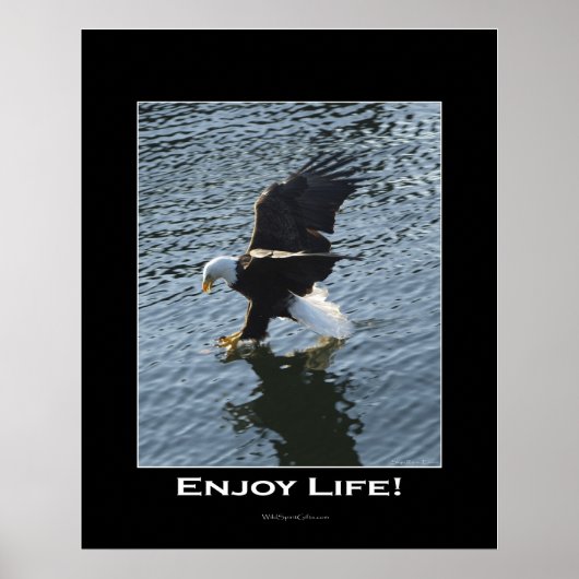 Bald Eagle Foto Poster (Vorne)