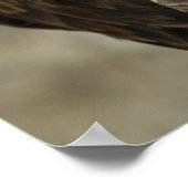 Bald Eagle Foto Poster (Ecke)