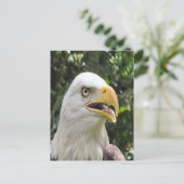 Bald Eagle Foto Postkarte (Stehend Vorderseite)