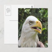 Bald Eagle Foto Postkarte (Vorne/Hinten)