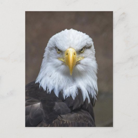 Bald Eagle Foto Postkarte (Vorderseite)