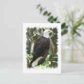 Bald Eagle Foto Postkarte (Stehend Vorderseite)
