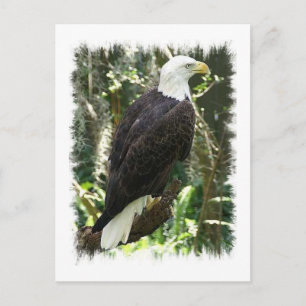 Bald Eagle Foto Postkarte