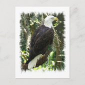 Bald Eagle Foto Postkarte (Vorderseite)
