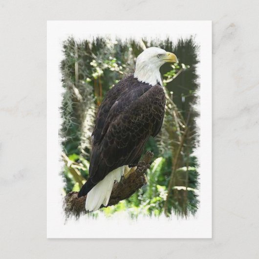 Bald Eagle Foto Postkarte (Vorderseite)