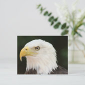 Bald Eagle Foto Postkarte (Stehend Vorderseite)