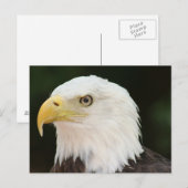 Bald Eagle Foto Postkarte (Vorne/Hinten)