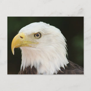 Bald Eagle Foto Postkarte