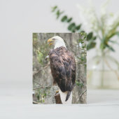 Bald Eagle Foto Postkarte (Stehend Vorderseite)
