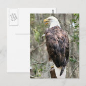 Bald Eagle Foto Postkarte (Vorne/Hinten)